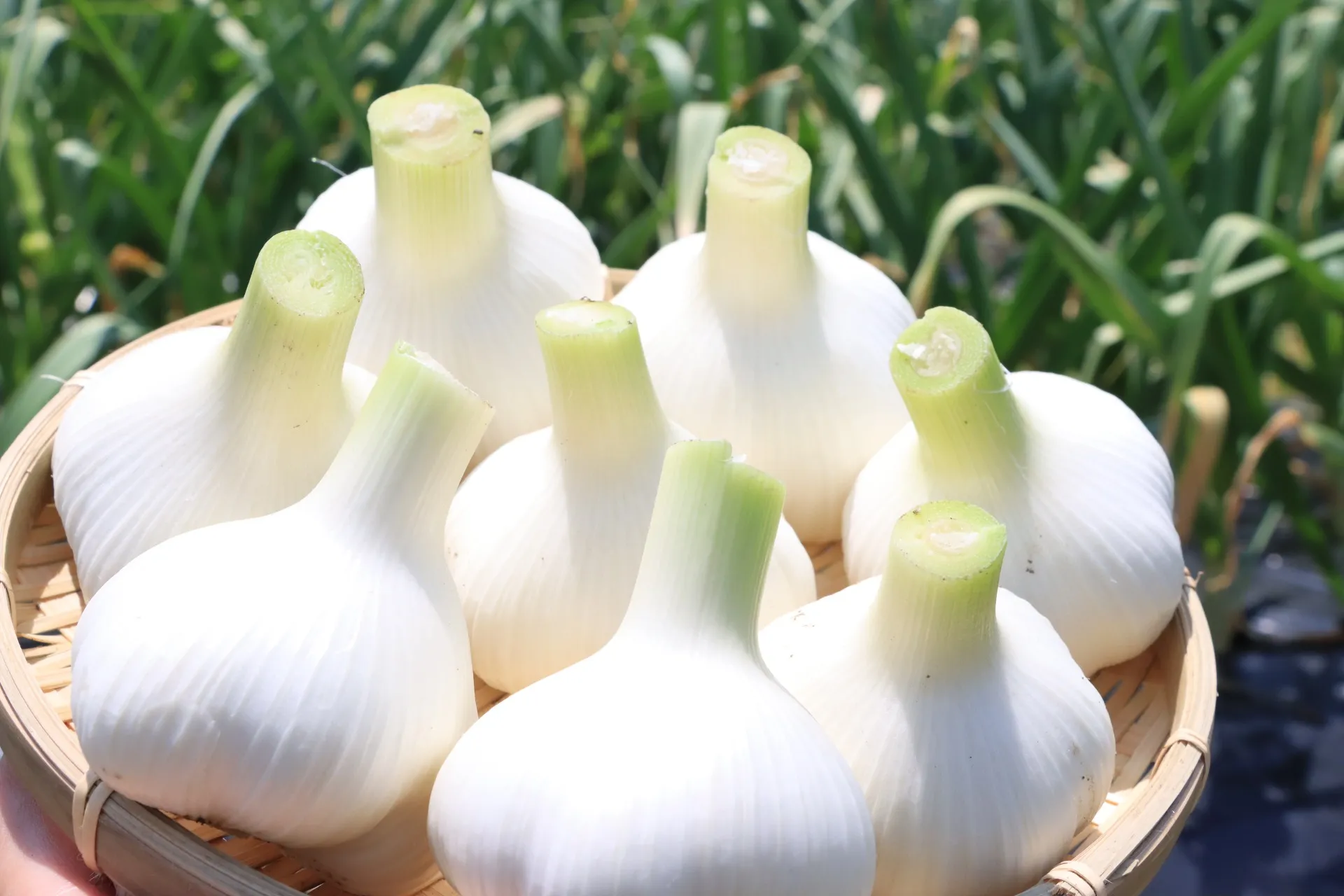 お客様の幸せな毎日を願って栽培