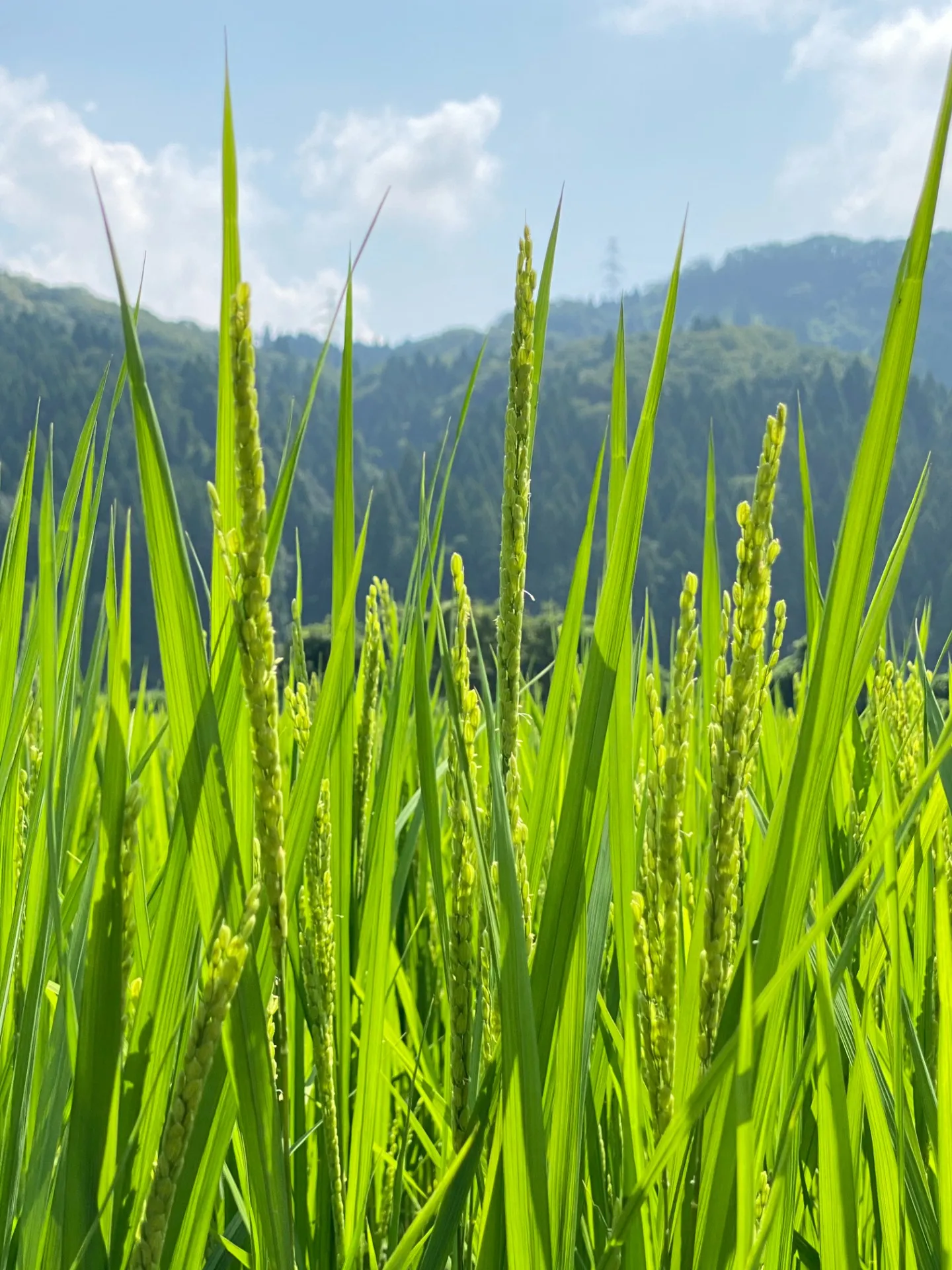 農事組合法人九頭竜オーガニックファーム