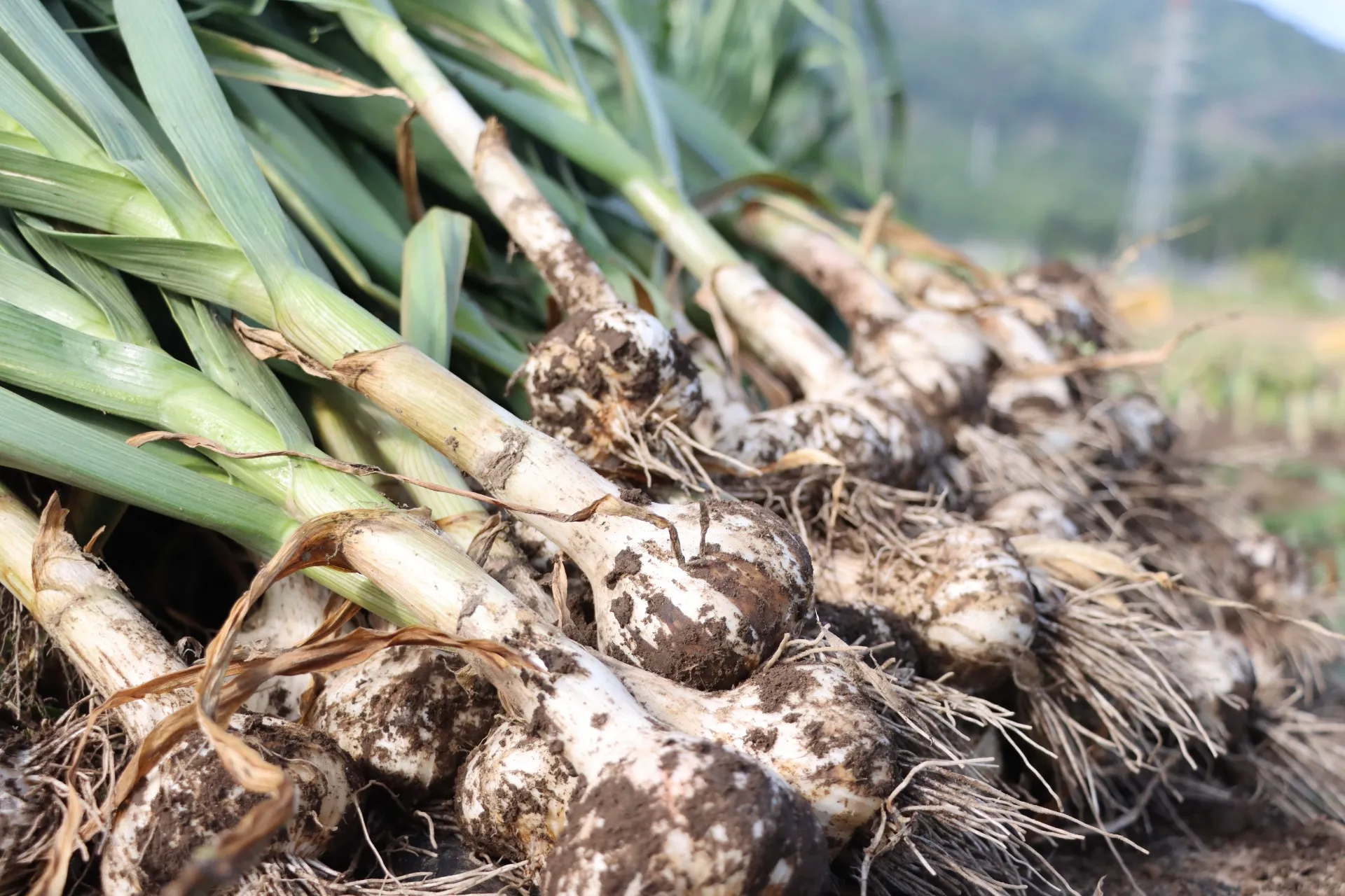 農事組合法人九頭竜オーガニックファーム