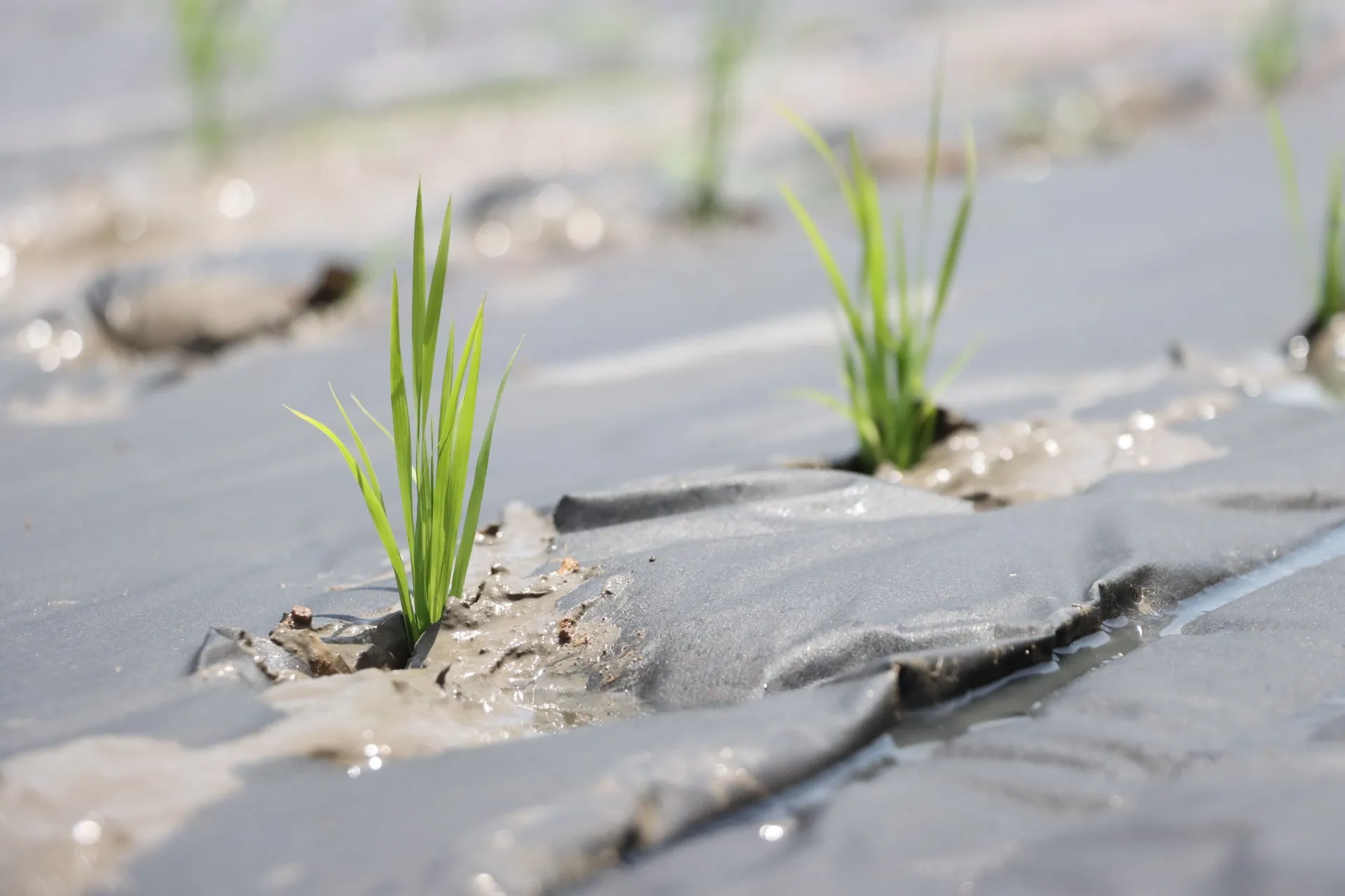 農事組合法人九頭竜オーガニックファーム