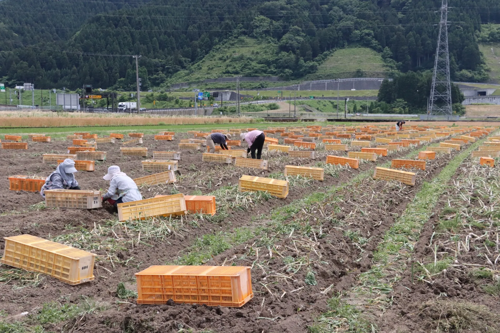 上志比にんにく収穫真っ最中